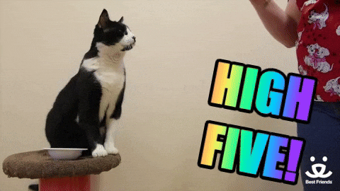 Cat-animals GIFs - Get the best GIF on GIPHY