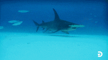 Discovery Channel Hammerhead GIF by Shark Week