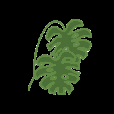Plant Monstera GIF
