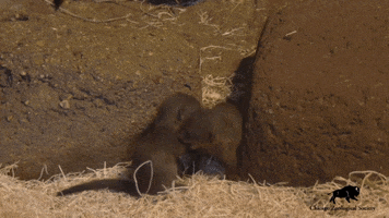 Play Time Oops GIF by Brookfield Zoo