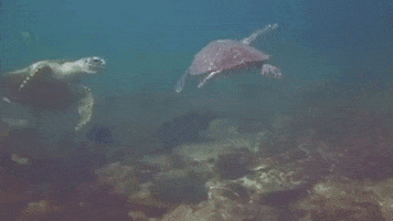 High Five Sea Turtle GIF by Oceana