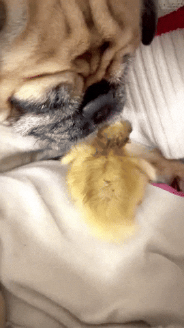 Dog Friends GIF