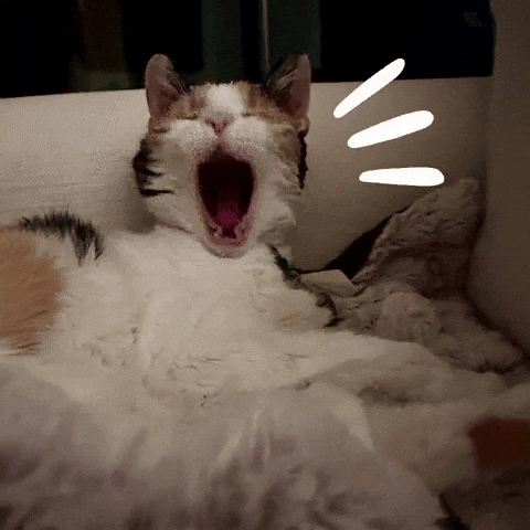 Tired Calico Cat GIF