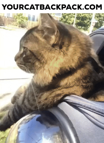 Travel Cat GIF by Your Cat Backpack
