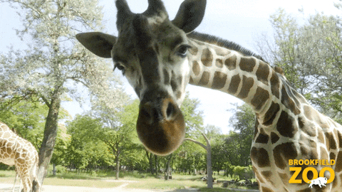 Giraffe Hello GIF by Brookfield Zoo