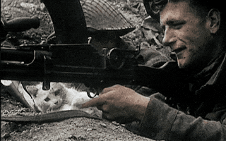Cat GIF