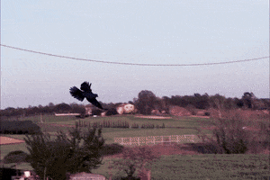 Birdwatching GIF