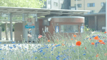 Bus Stop Flowers GIF by The University of Bath