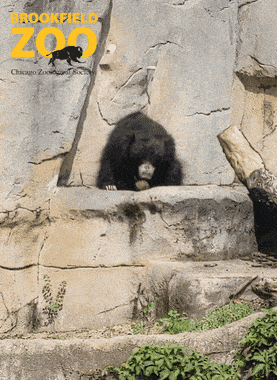 Oh No Oops GIF by Brookfield Zoo