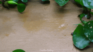 Satisfying Stop Motion GIF by CreativeCooking