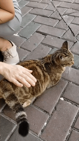 Cat GIF