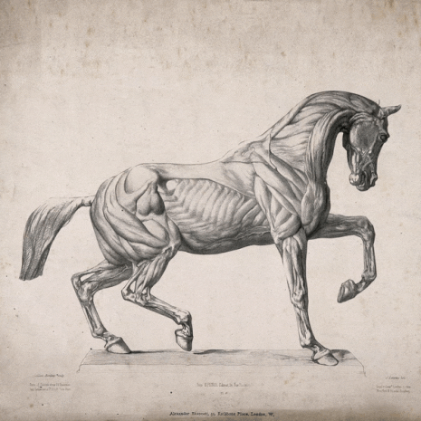 Horse Anatomy GIF by GIF IT UP