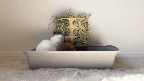 Example gif