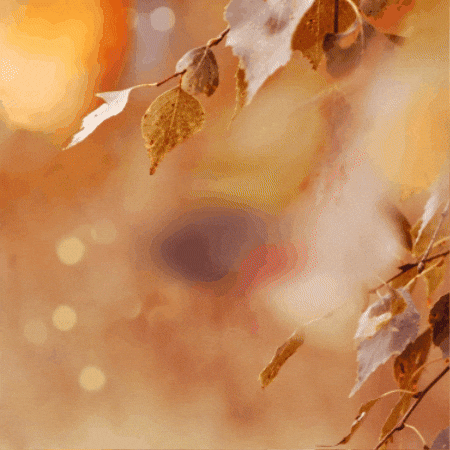 Fall Autumn GIF by TeaCosyFolk