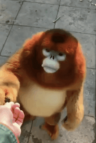 Monkey GIF