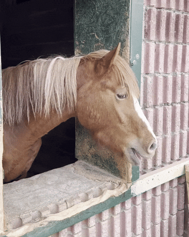 Horse GIF
