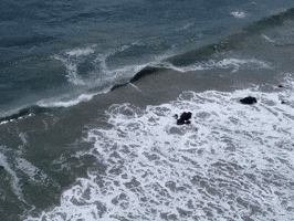 GIF by Naomi Sharon