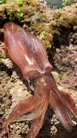 Squid GIF
