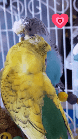 Budgie GIF