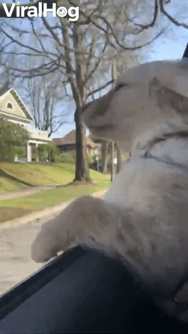 Video gif. A puppy in a car with is head out the window biting or barking at the wind then trying to grab at the wind with its paws. 