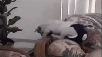 dog falling GIF by America's Funniest Home Videos