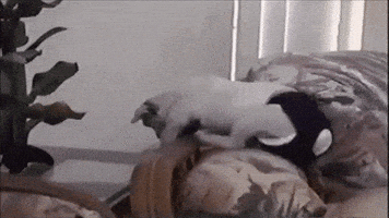 dog falling GIF by America's Funniest Home Videos