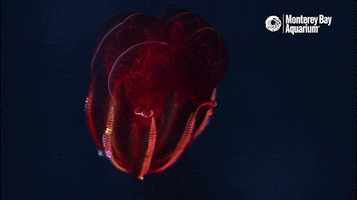 Deep Sea Art GIF by Monterey Bay Aquarium