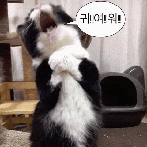 쩡애 GIF