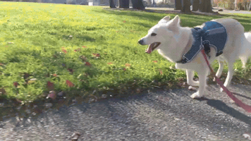 Alexjordanleffler GIF