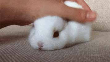 rabbit chilling GIF