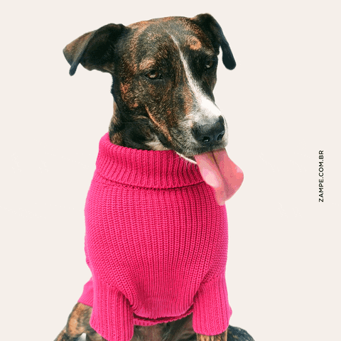 Tongue Licking GIF by ZAMPE pet apparel