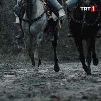 Horse GIF by TRT