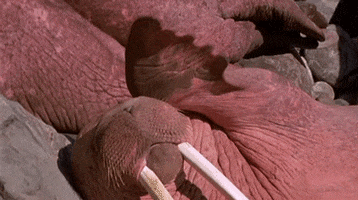 Wildlife gif. Walrus lounges on it side as it rubs its head with one flipper.