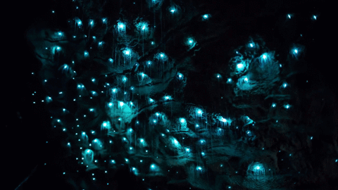 new nature cave zealand glowworm GIF