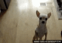 Funny Chihuahua Gifs Get The Best Gif On Giphy Funny Chihuahua Gifs Get The Best Gif On Giphy