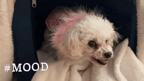 Angry Mood GIF by chuber channel - Find & Share on GIPHY