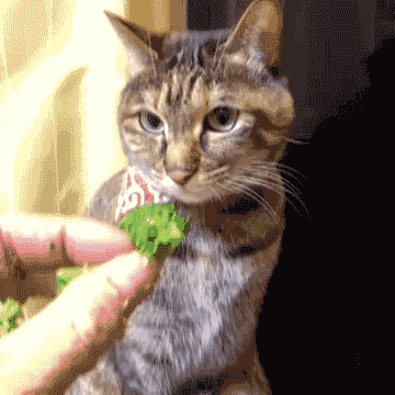 GIF de gato faminto