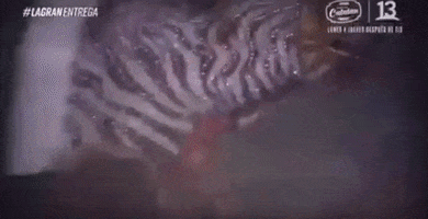 Horse GIF