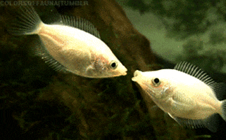 Angel Fish GIFs - Get the best GIF on GIPHY