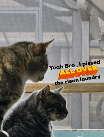The Clean Laundry GIF by Florida Man Shades