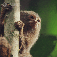 Amazon Monkey GIF by Nature on PBS
