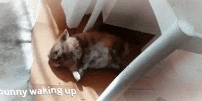 Bunnyflop GIF