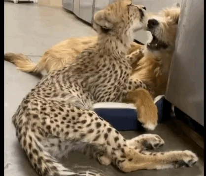 Friends Love GIF by Cincinnati Zoo