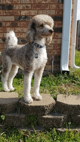 Wind Poodle GIF by Geekster Pets