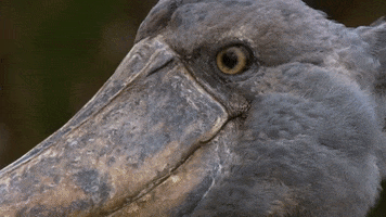 Sorry Excuse Me GIF by BBC Earth