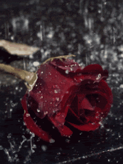 National Red Rose Day Flowers GIF