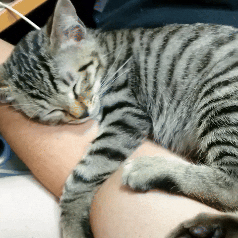 Cat ねこ GIF