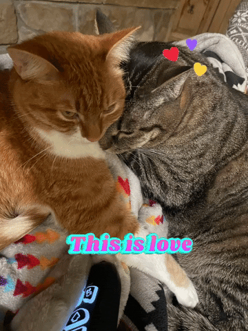 Happy This Is Love GIF by Sol Housing
