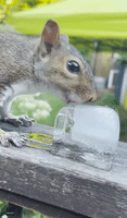 Squirrel Snacks on Ice Cube Amid Heat Wave