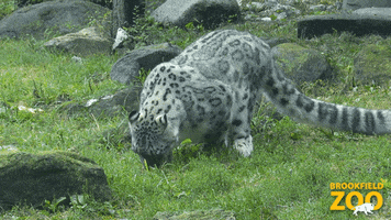 Snow Leopard Baby GIF by Brookfield Zoo